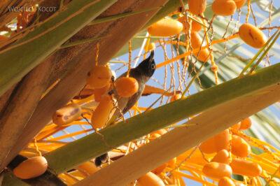 035 - Ptaszek na palmie