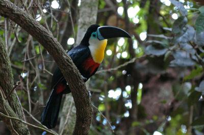 SA18013-Channel-billed Toucan