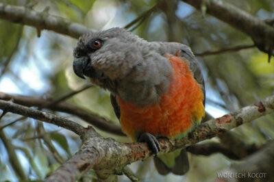SA18053-Red-bellied Parrot