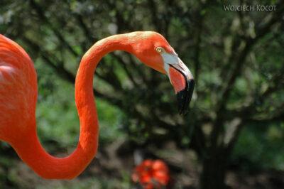 SA18143-Greater Flamingo
