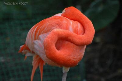 SA18183-Greater Flamingo