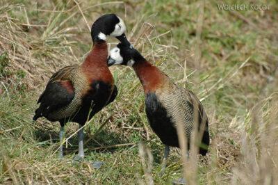 SA18231-White-faced Whistling Duck