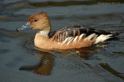 SA18232-Fulvous Whistling Duck