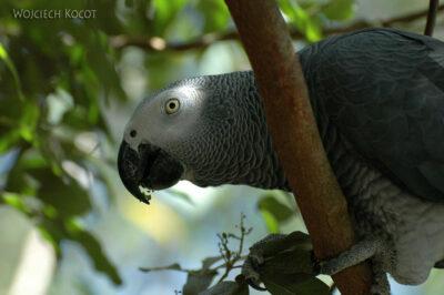 SA18248-African Grey Parrot