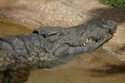 SA20063-Krokodyl Nilowy