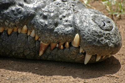 SA20073-Krokodyl Nilowy