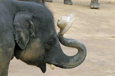 Popisy słoni
