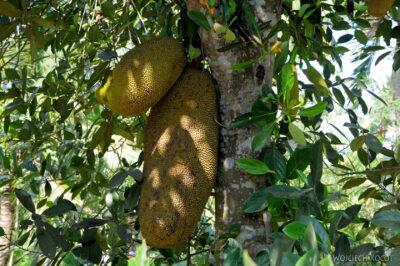 3W8101-Delta Mekongu - jack fruit
