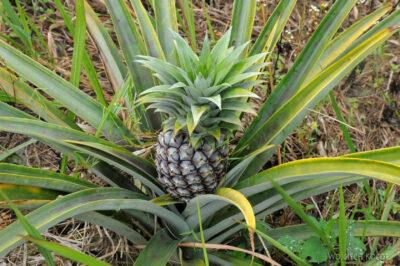 Ma09099-Tak rosną ananasy