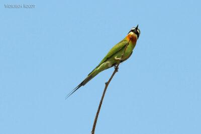 Ma13091-Bee-eater green (Żołna zielona)
