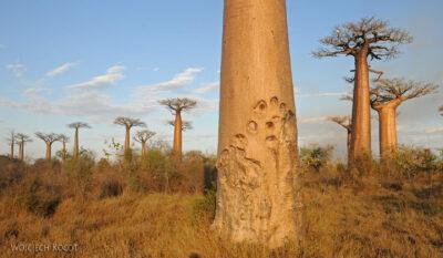 Ma18090-Baobaby