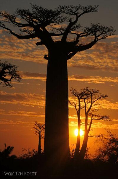 Ma18115-Baobaby o zachodzie słońca
