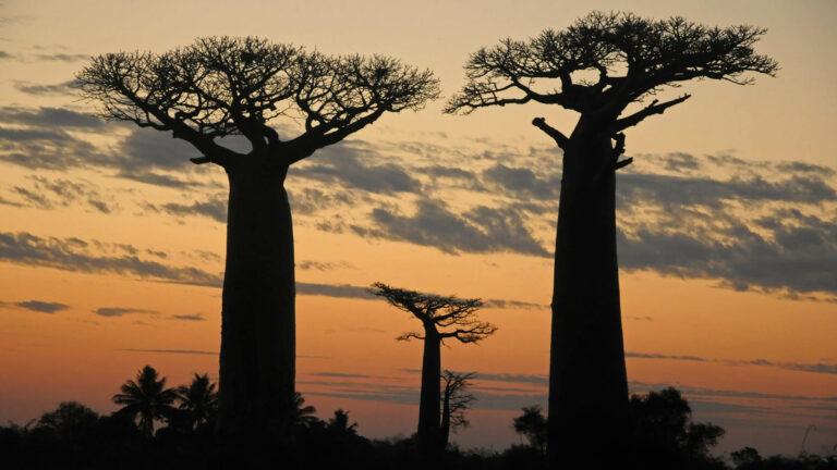Ma18120-Baobaby o zachodzie słońca