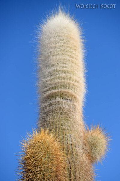 PBj092-Uyuni - wyspa kaktusów