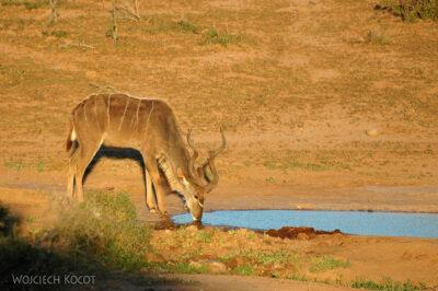 SA15148-Kudu