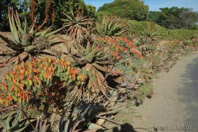 SA15155-Kwitnące Aloesy