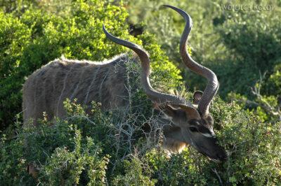 SA15341-Kudu