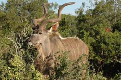 SA15344-Kudu