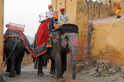 IN24019-Jaipur-Malowane słonie