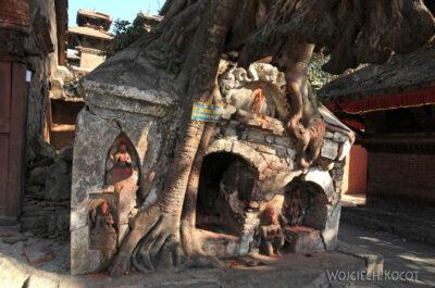 IN12143-Kathmandu-fikus rozwala kapliczkę