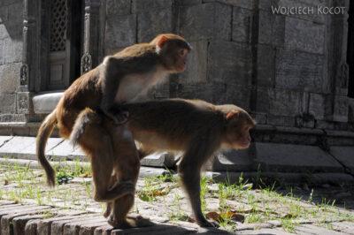 IN13133-Kathmandu-małpy