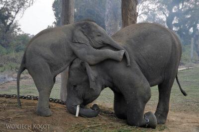 IN16164-Chitwan-zabawy młodych słoni (bracia)