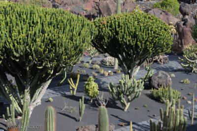 Lan4032-W ogrodzie kaktusów
