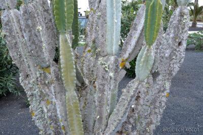 Lan4086-Porosty na kaktusie w Teguise