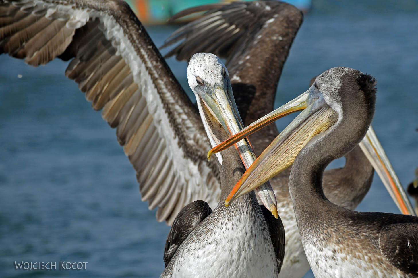 PBc149-Pelikany na półwyspie Paracas