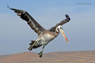 PBc157-Pelikany na półwyspie Paracas