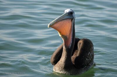 PBc165-Pelikany na półwyspie Paracas