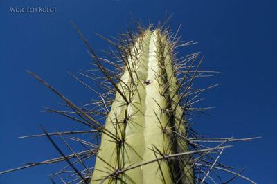 PBg092-Kaktusy przy Kenionie Colca
