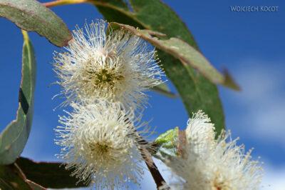 PBn045-Eukaliptus-kwiaty i szyszki