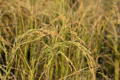 H015-Bir - uprawa ryżu