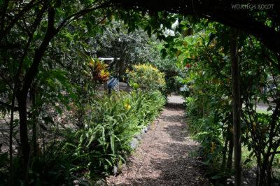 j113-Ogród na plantacji orzechów makadamowych