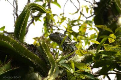 p007-Iguana zielona-legwan w Hacienda Tijax