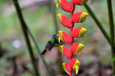 q003-Kolibry w Hacienda Tijax