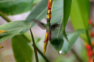 q007-Kolibry w Hacienda Tijax