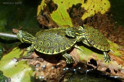 x116-W Gran Cenote - miniaturowy żółwik