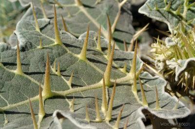 Et06041-Góry-Simien-treking-kolczata roślina