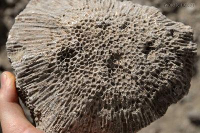 Et13075-Danakil 3-skamieniałe kolalowce