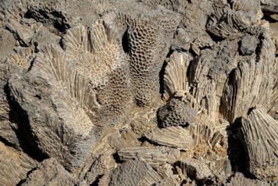 Et13085-Danakil 3-skamieniałe kolalowce