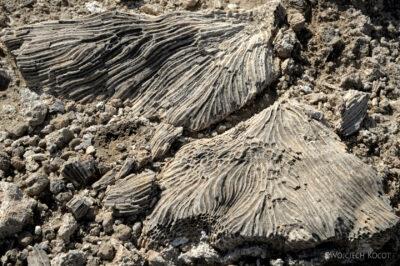Et13089-Danakil 3-skamieniałe kolalowce