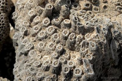 Et13091-Danakil 3-skamieniałe kolalowce