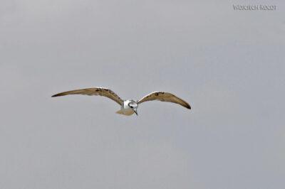 Et20112-Rejs po Lake Ziway-ptak