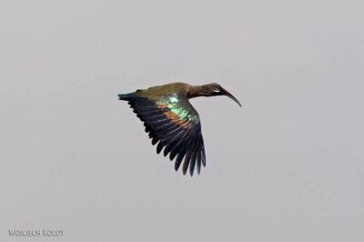 Et20151-Rejs po Lake Ziway-ptak ibis