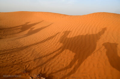 Tuj106-Na wielbładach przez pustynię-nasze cienie