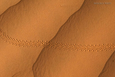 Tuk011-Ślady na pustyni