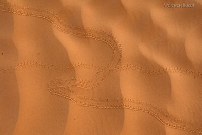 Tuk014-Ślady na pustyni