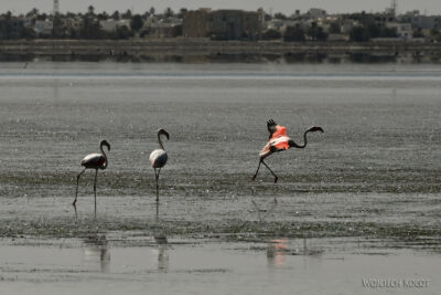 Tuo017-Flamingi